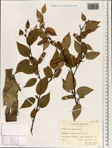 Betula albosinensis Burkill, Зарубежная Азия (ASIA) (КНР)