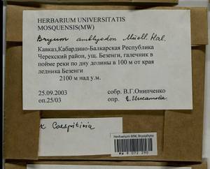 Bryum, Гербарий мохообразных, Мхи - Северный Кавказ и Предкавказье (B12) (Россия)