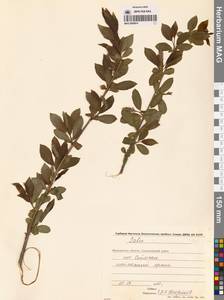 Ива ложнопятитычинковая (Flod.) Flod., Сибирь, Чукотка и Камчатка (S7) (Россия)