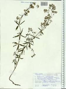 Подмаренник северный L., Восточная Европа, Белоруссия (E3a) (Белоруссия)