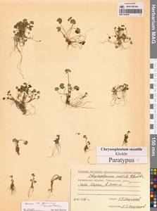 Селезеночник Райта щебнистый (Khokhr.) Vorosch., Сибирь, Чукотка и Камчатка (S7) (Россия)