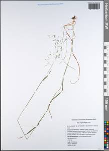 Poa pratensis subsp. pratensis, Сибирь, Дальний Восток (S6) (Россия)