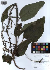 Коровяк черный L., Сибирь, Алтай и Саяны (S2) (Россия)