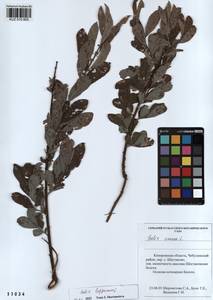 Ива лопарская L., Сибирь, Алтай и Саяны (S2) (Россия)