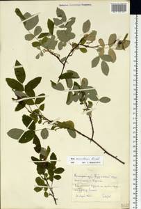 Шиповник иглистый Lindl., Сибирь, Центральная Сибирь (S3) (Россия)