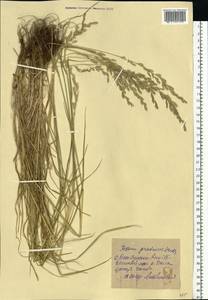 Lolium pratense (Huds.) Darbysh., Восточная Европа, Северо-Украинский район (E11) (Украина)