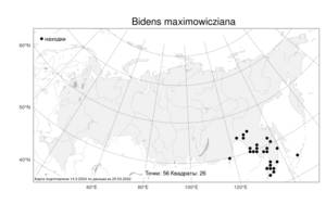 Bidens maximowicziana, Череда Максимовича Oett., Атлас флоры России (FLORUS) (Россия)