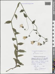 Колокольчик длинностолбиковый Fomin, Кавказ, Черноморское побережье (от Новороссийска до Адлера) (K3) (Россия)