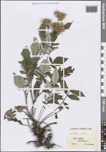 Псефеллюс подбеленный (Willd.) K.Koch, Кавказ, Ставропольский край, Карачаево-Черкесия, Кабардино-Балкария (K1b) (Россия)