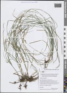 Осока трясунковидная L., Восточная Европа, Северо-Западный район (E2) (Россия)