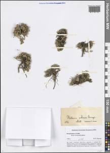 Adenonema petraeum (Bunge) Bunge, Сибирь, Алтай и Саяны (S2) (Россия)