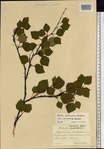 Betula pubescens subsp. pubescens, Восточная Европа, Северный район (E1) (Россия)