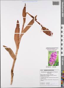 Пальчатокоренник майский (Rchb.) P.F.Hunt & Summerh., Восточная Европа, Белоруссия (E3a) (Белоруссия)