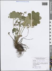 Манжетка горная Opiz, Восточная Европа, Средневолжский район (E8) (Россия)