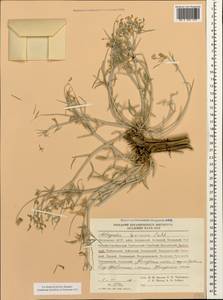 Астрагал гирканский Pall., Кавказ, Дагестан (K2) (Россия)