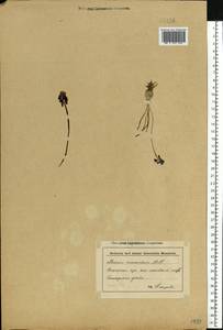 Мышиный гиацинт незамеченный Guss. ex Ten., Восточная Европа, Нижневолжский район (E9) (Россия)