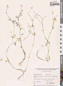 Лютик Гмелина DC., Сибирь, Чукотка и Камчатка (S7) (Россия)