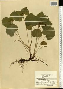 Фиалка удивительная L., Восточная Европа, Средневолжский район (E8) (Россия)