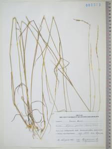KHA3373, Пырейник Гмелина (Trin.) Tzvelev, Сибирь, Дальний Восток (S6) (Россия)