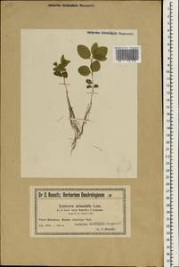 Lonicera caucasica subsp. orientalis (Lam.) D. F. Chamb. & Long, Зарубежная Азия (ASIA) (Польша)
