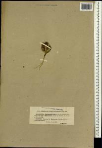 Anastatica hierochuntica L., Африка (AFR) (Алжир)