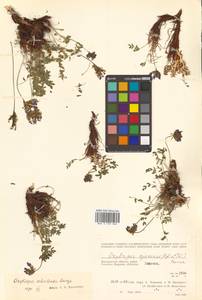 Остролодочник охотский Bunge, Сибирь, Чукотка и Камчатка (S7) (Россия)