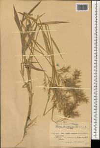 Тростник южный, Тростник обыкновенный (Cav.) Trin. ex Steud., Зарубежная Азия (ASIA) (КНР)