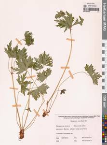 Герань волосистоцветковая DC., Сибирь, Чукотка и Камчатка (S7) (Россия)