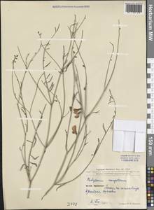 Corethrodendron fruticosum var. mongolicum (Turcz.) Turcz. ex Kitag., Зарубежная Азия (ASIA) (КНР)