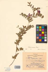 Горошек приятный Fisch. ex Ser., Сибирь, Дальний Восток (S6) (Россия)