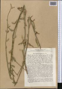 Хондрилла сероватая Kar. & Kir., Средняя Азия и Казахстан, Прикаспийский Устюрт и Северное Приаралье (M8) (Казахстан)