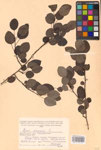 Груша обыкновенная, Груша садовая L., Восточная Европа, Западный район (E3) (Россия)