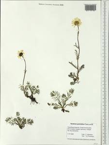 Tanacetum pulchellum Sch. Bip., Сибирь, Прибайкалье и Забайкалье (S4) (Россия)