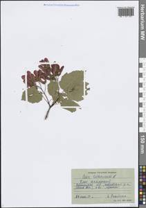 Клен татарский, Черноклен L., Восточная Европа, Центральный лесостепной район (E6) (Россия)