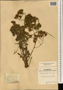 Limonium thouinii (Viv.) Kuntze, Африка (AFR) (Египет)