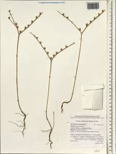 Linum pubescens, Зарубежная Азия (ASIA) (Израиль)