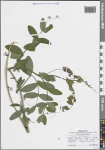 Чина гороховидная L., Восточная Европа, Средневолжский район (E8) (Россия)