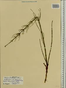 Хвощ болотный L., Восточная Европа, Центральный лесной район (E5) (Россия)