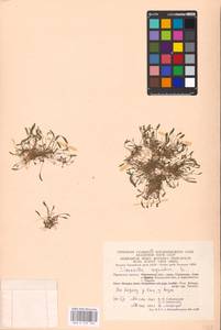 MHA 0 159 738, Лужница водяная L., Восточная Европа, Центральный район (E4) (Россия)