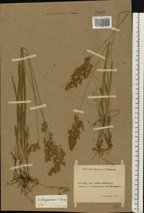 Anthoxanthum repens (Host) Veldkamp, Восточная Европа, Ростовская область (E12a) (Россия)