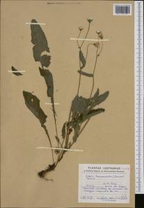 Crepis lampsanoides (Gouan) Tausch, Западная Европа (EUR) (Португалия)