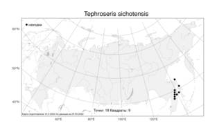 Tephroseris sichotensis, Пепельник сихотинский (Kom.) Holub, Атлас флоры России (FLORUS) (Россия)