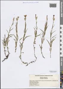 Гвоздика китайская L., Восточная Европа, Средневолжский район (E8) (Россия)