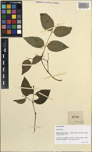 Wikstroemia ovata C. A. Mey., Зарубежная Азия (ASIA) (Филиппины)