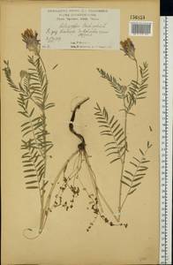 Астрагал эспарцетный L., Восточная Европа, Центральный лесостепной район (E6) (Россия)