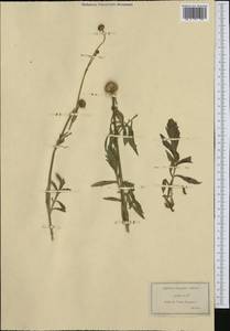 Cephalaria leucantha (L.) Schrad., Западная Европа (EUR) (Испания)
