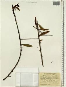 Tapinanthus globiferus (A. Rich.) van Tiegh., Африка (AFR) (Эфиопия)