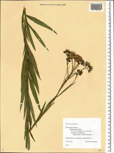 Jacobaea paludosa subsp. paludosa, Восточная Европа, Северо-Западный район (E2) (Россия)