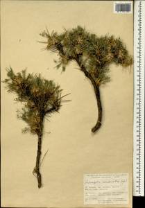 Astragalus condensatus Ledeb., Зарубежная Азия (ASIA) (Турция)