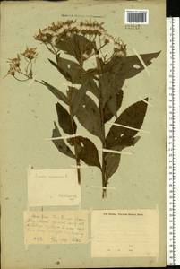 Крестовник дубравный L., Восточная Европа, Восточный район (E10) (Россия)